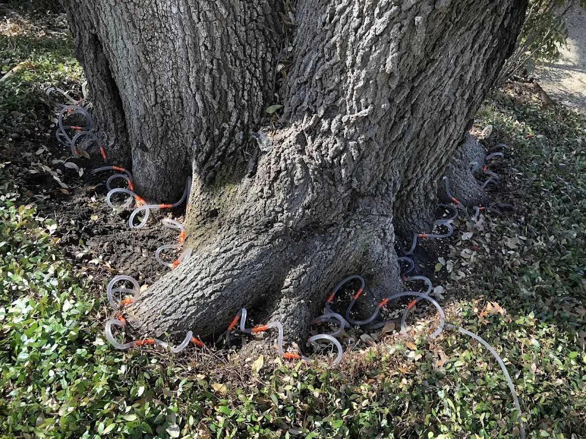 Detailed Tree Cabling and Bracing job site in Lake Villa