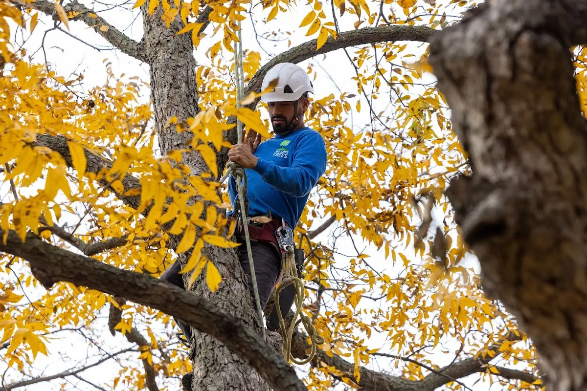Skilled Tree Pruning crew working in Lake Villa